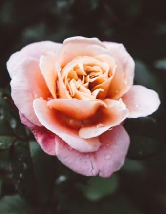 Hazel S. Publicover Obituary