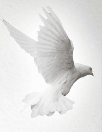 Michael W. Downer Obituary