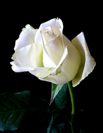 Carol H. (Bizeau) Boguszewski Obituary
